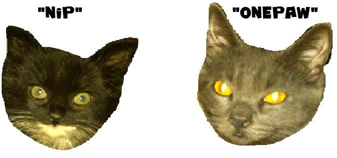 KittyNip.com